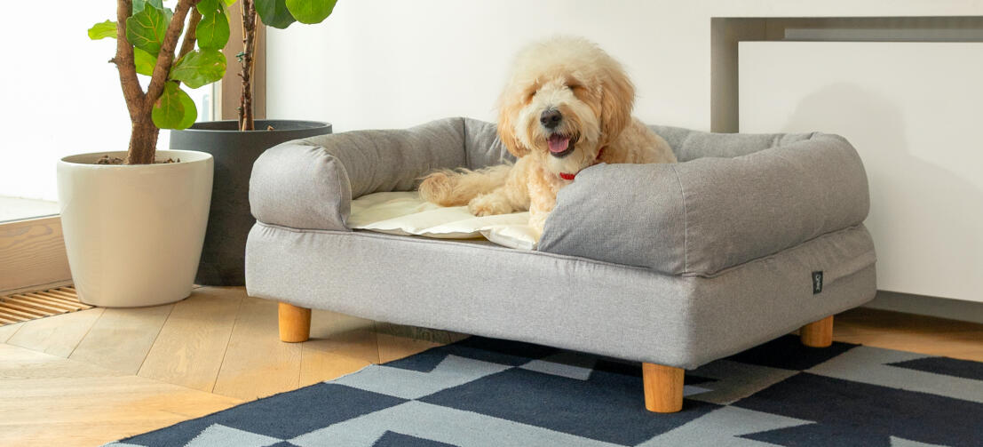 Ein weißer Hund schläft auf einem grauem Omlet Memory-Foam-Polsterbett mit Kühlmatte