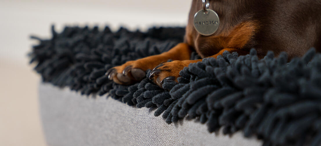 Topology hundebett
