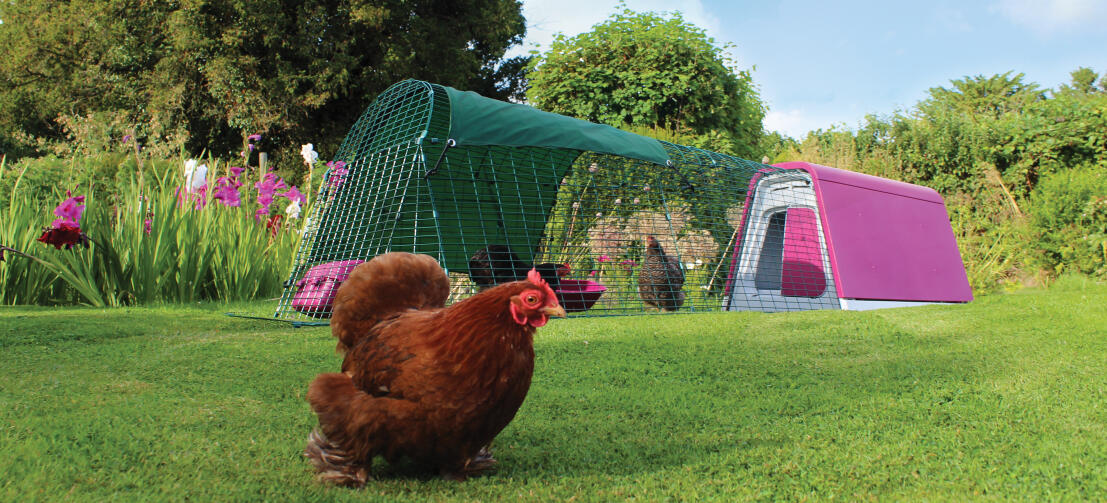 Einen Eglu Go hühnerstall mit auslauf in einem garten mit drei hühnern