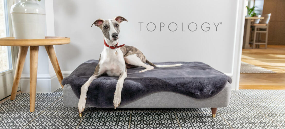Windhund ruht im Topology modernen erhöhten hundebett