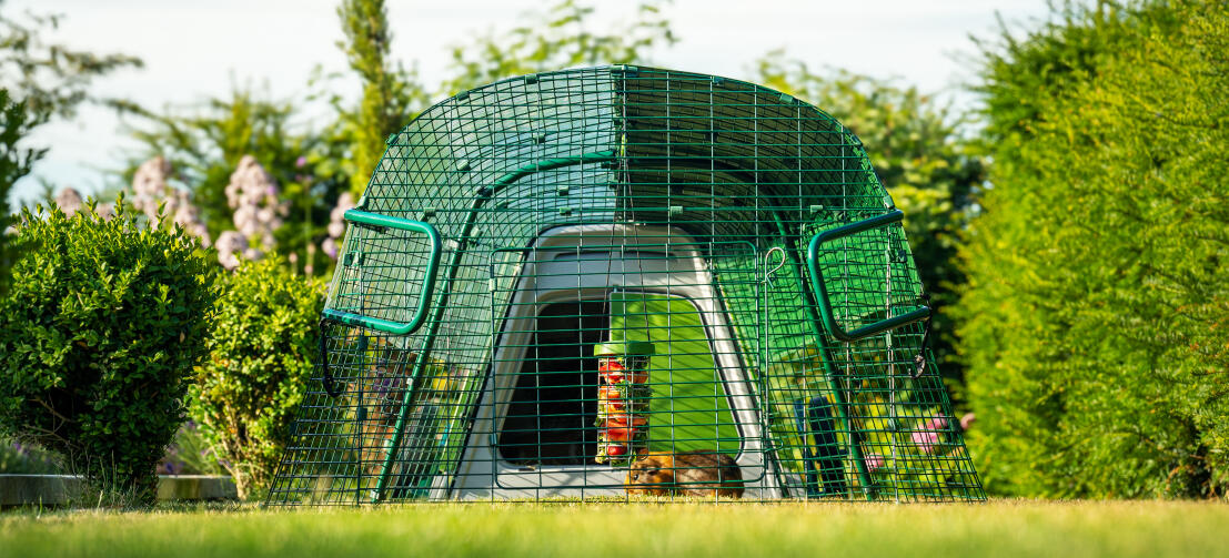 Vorderansicht von Eglu Go stall im garten, mit meerschweinchen und Caddi leckerlihalter im auslauf.