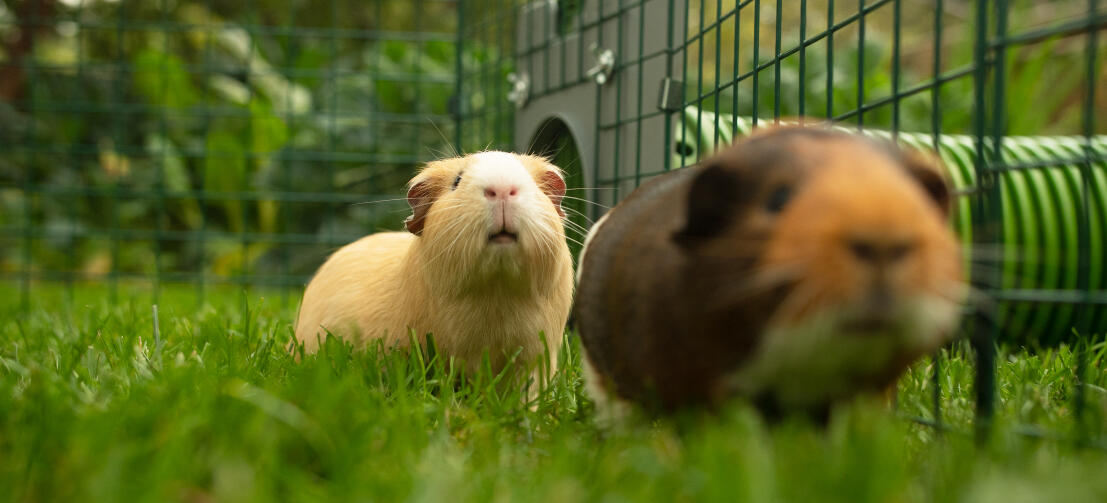 Zwei meerschweinchen in einem laufstall, der mit einem Zippi tunnel verbunden ist.