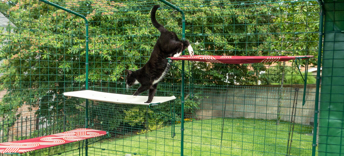 Eine Katze klettert im Outdoor Katzengehege auf den Omlet Outdoor Katzenliegen aus Stoff