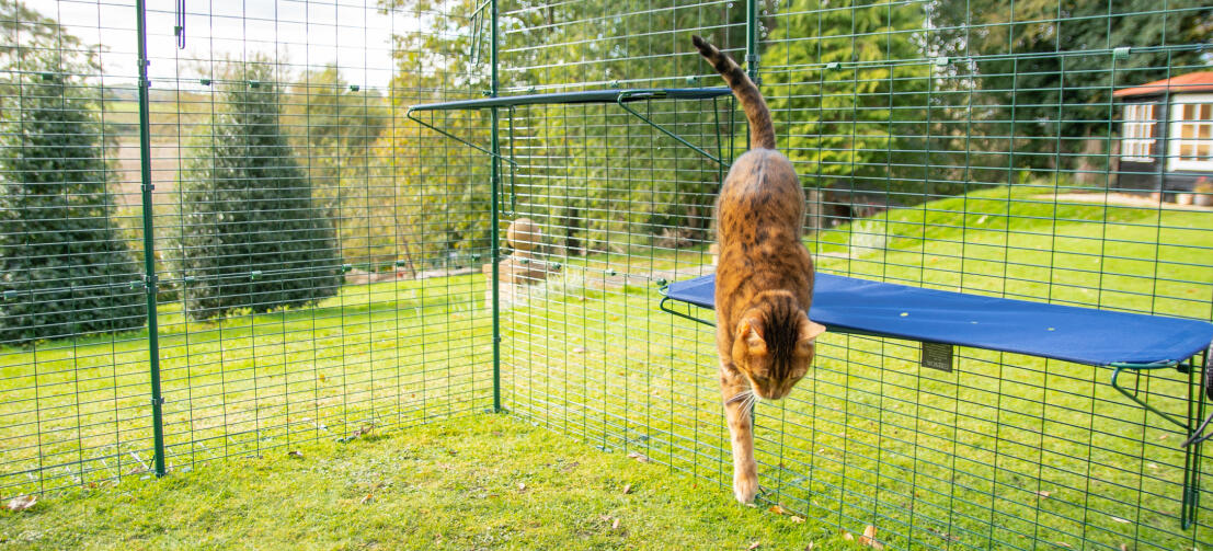 Eine Katze springt im Outdoor Katzengehege von einer blauen Omlet Outdoor Katzenliege aus Stoff herunter