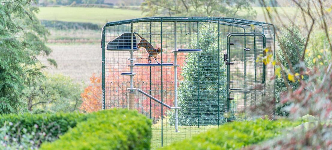 Katze spielt auf dem wasserdichten Freestyle kratzbaum für draußen im Omlet catio Katze spielt auf dem wasserdichten Freestyle kratzbaum für draußen im Omlet catio