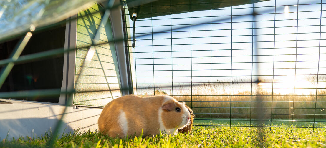 Ein meerschweinchen stand neben dem eingang des Eglu Go stalles im auslauf.