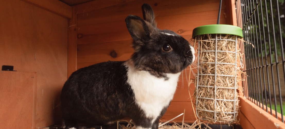 Der Caddi eignet sich auch hervorragend als Heuraufe, die an den Holzstall oder Auslauf Ihres Kaninchens gehängt werden kann.