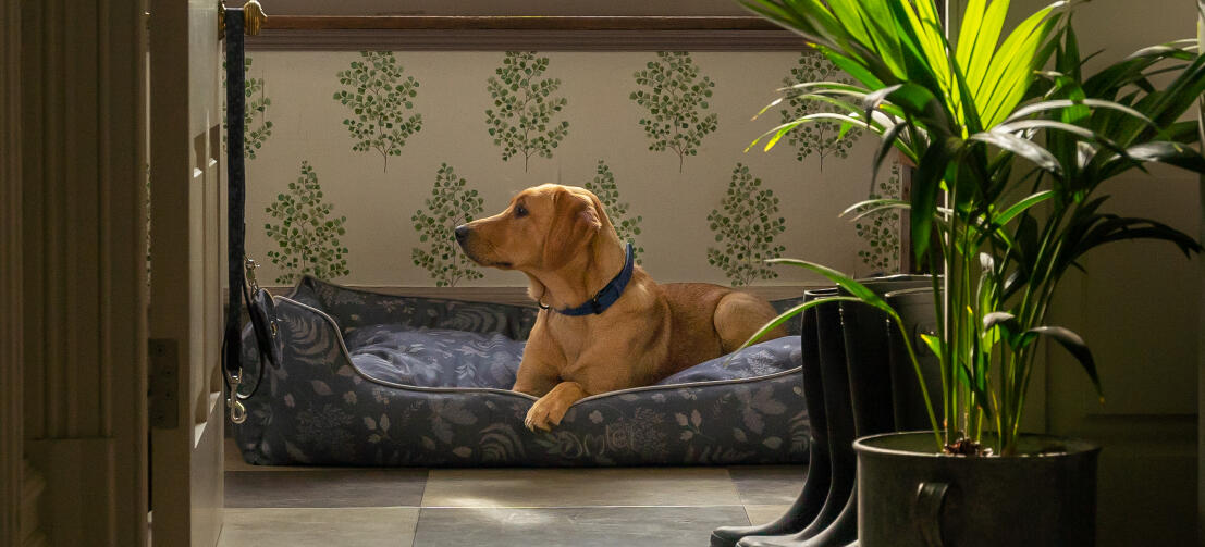 Ein Retriever in seinem eleganten Designer-Hundenest von Omlet