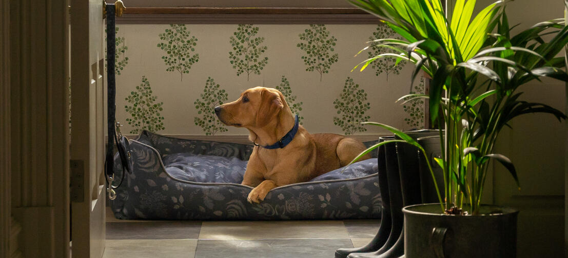 Ein Retriever in seinem eleganten Designer-Hundenest von Omlet Ein Retriever in seinem eleganten Designer-Hundenest von Omlet