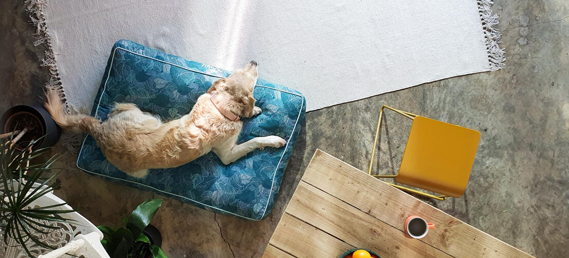 Ein Retriever liegt auf dem leicht zu reinigenden, gemusterten Hundekissen von Omlet