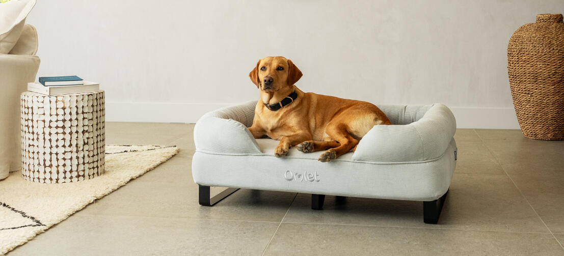 Retriever, der in einem eleganten und stilvollen hunde-nackenbett mit schwarzen schienenfüßen liegt.