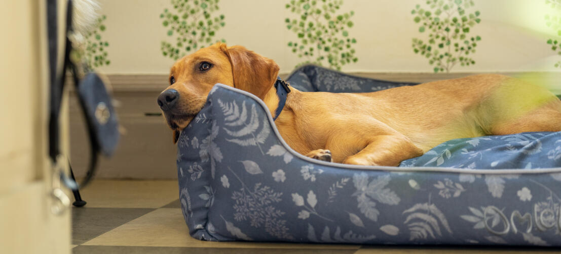 Ein Retriever, der seinen Kopf auf dem stützenden Omlet Hundenest ausruht