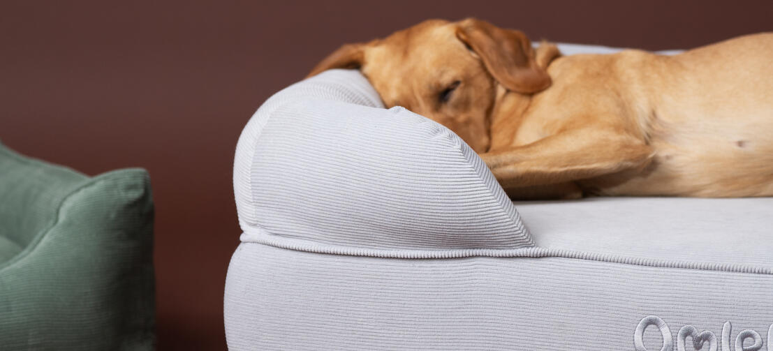 Retriever schläft auf einem gemütlichen Omlet nackenrolle hundebett