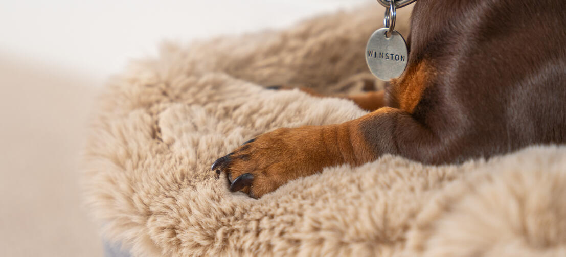 Topology hundebett