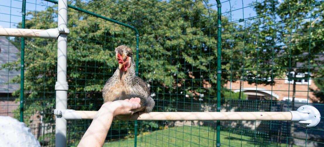 Eine Frau verbringt im begehbaren Gehege Zeit mit ihrem Huhn