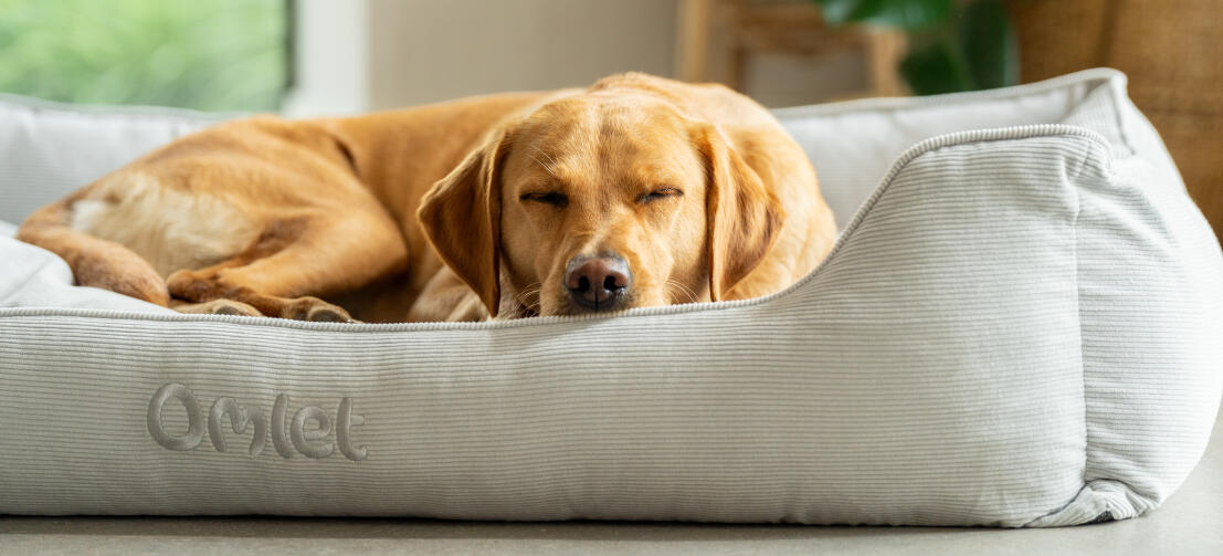 Ein retriever schläft auf einem großen kord-nest-hundebett in grauem kord-kieselstein-ton.