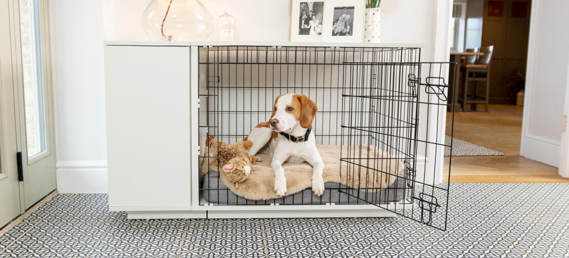 Ein Hund liegt auf dem Topology Hundebett mit Memoryschaum in der Fido Studio Hundebox