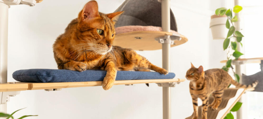 Zwei katzen entspannen sich auf dem Omlet Freestyle indoor-kratzbaum vom boden bis zur decke