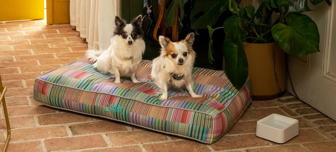 Zwei Chihuahuas auf dem weichen Hundekissen von Omlet