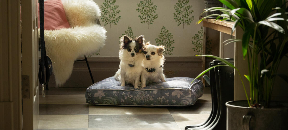 Zwei Chihuahuas auf einem leicht zu reinigenden und tragbaren Omlet Hundekissen