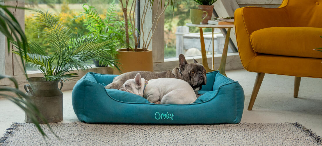 Zwei Französiche Bulldoggen aneinandergekuschelt im gemütlichen Hundenest von Omlet