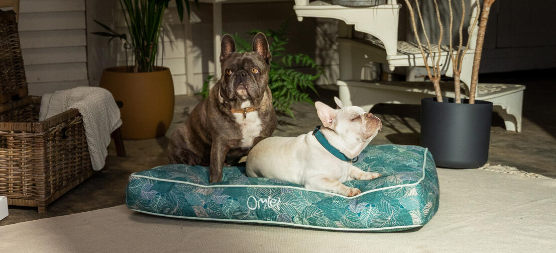 Zwei Französische Bulldoggen teilen sich ein elegantes, gemustertes Omlet Hundekissen
