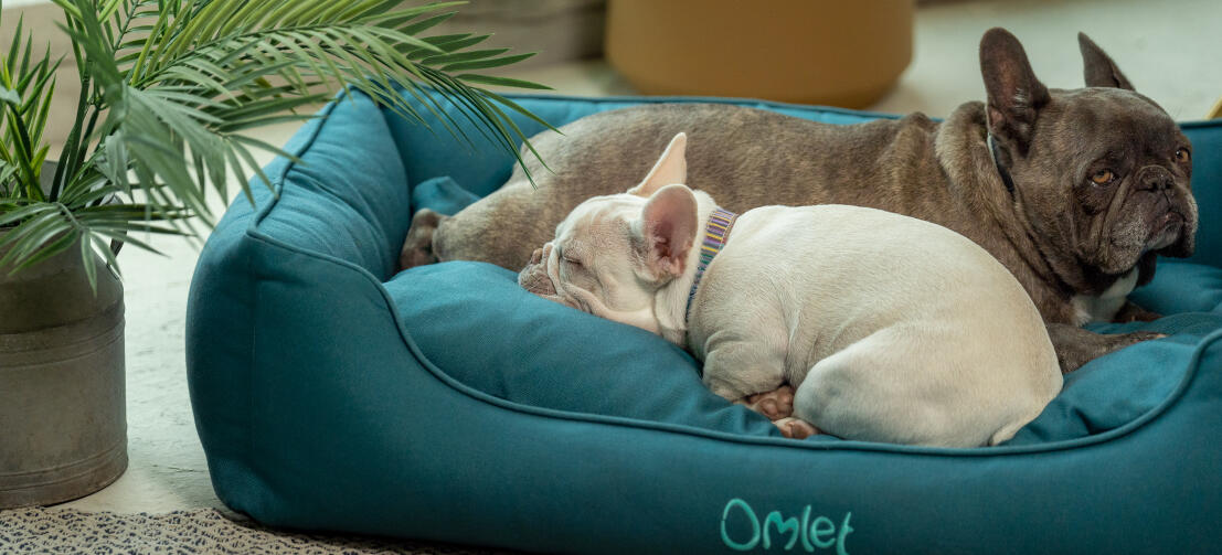 Nahaufnahme zweier aneinandergekuschelter Französischer Bulldoggen im weichen und Halt gebenden Hundenest von Omlet Nahaufnahme zweier aneinandergekuschelter Französischer Bulldoggen im weichen und Halt gebenden Hundenest von Omlet