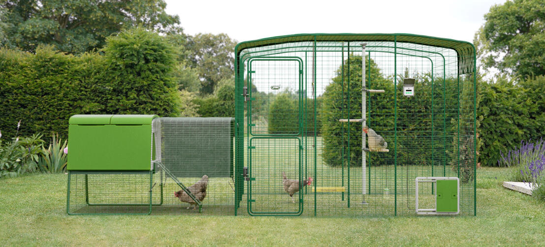 Begehbares Hühnergehege, das mit dem Eglu Cube Hühnerstall verbunden ist