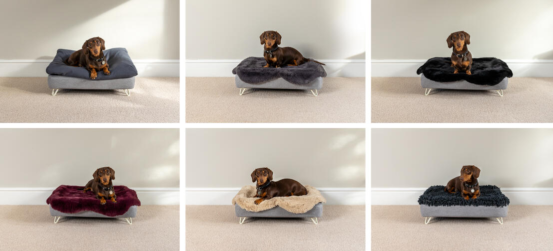 Topology Hundebett
