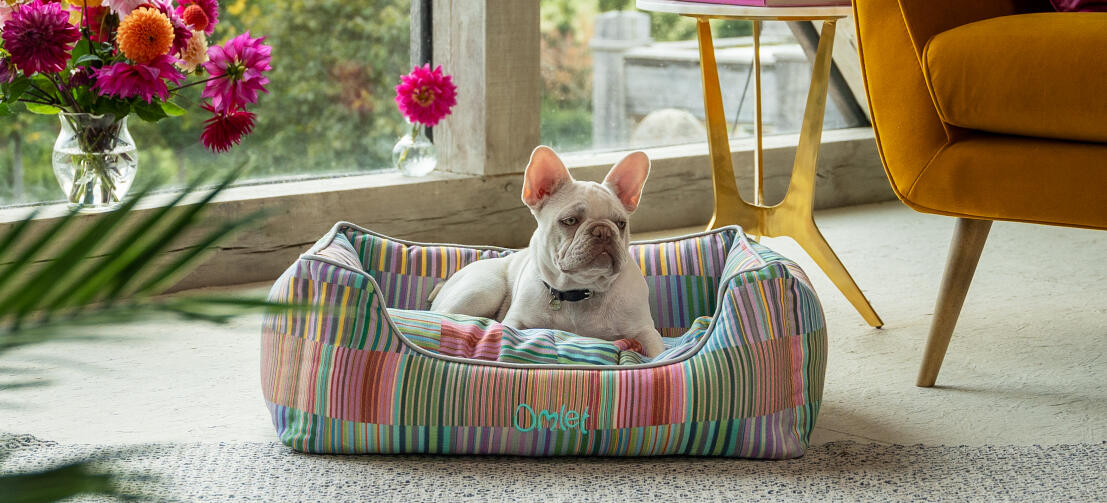 Eine weiße Französische Bulldogge liegt im  komfortablen und eleganten Hundenest von Omlet