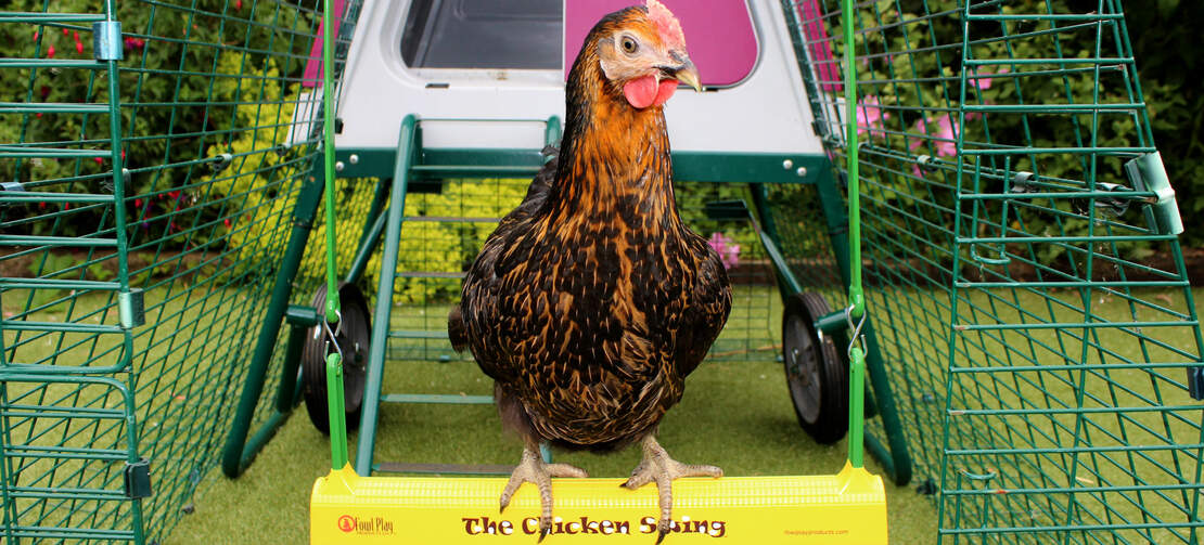 Ein Miss Pepperpot Huhn sitzt vor seinem Eglu Go UP Hühnerstall auf einer 'Chicken Swing' Schaukel