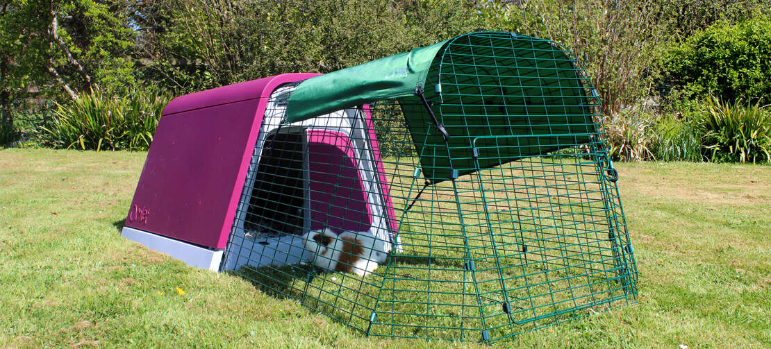 Der Eglu Go Meerschweinchenstall in Violett Der Eglu Go Meerschweinchenstall in Violett