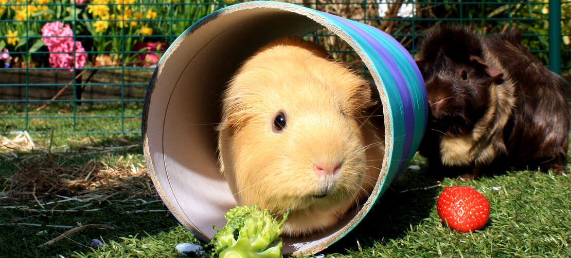 Meerschweinchen spielen gerne in ihrem geräumigen Auslauf Meerschweinchen spielen gerne in ihrem geräumigen Auslauf