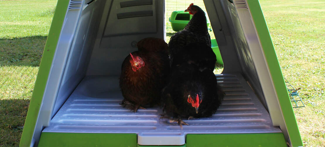 Die Bantams rasten auf ihren Sitzstangen im Eglu-Go Hühnerstall Die Bantams rasten auf ihren Sitzstangen im Eglu-Go Hühnerstall