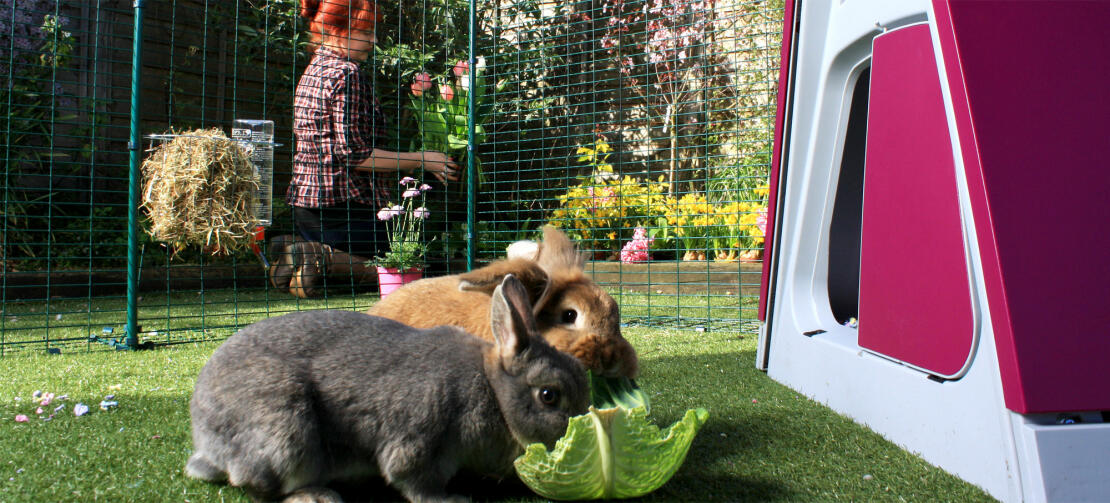 Zwei kaninchen fressen ein blatt in einem kaninchengehege
