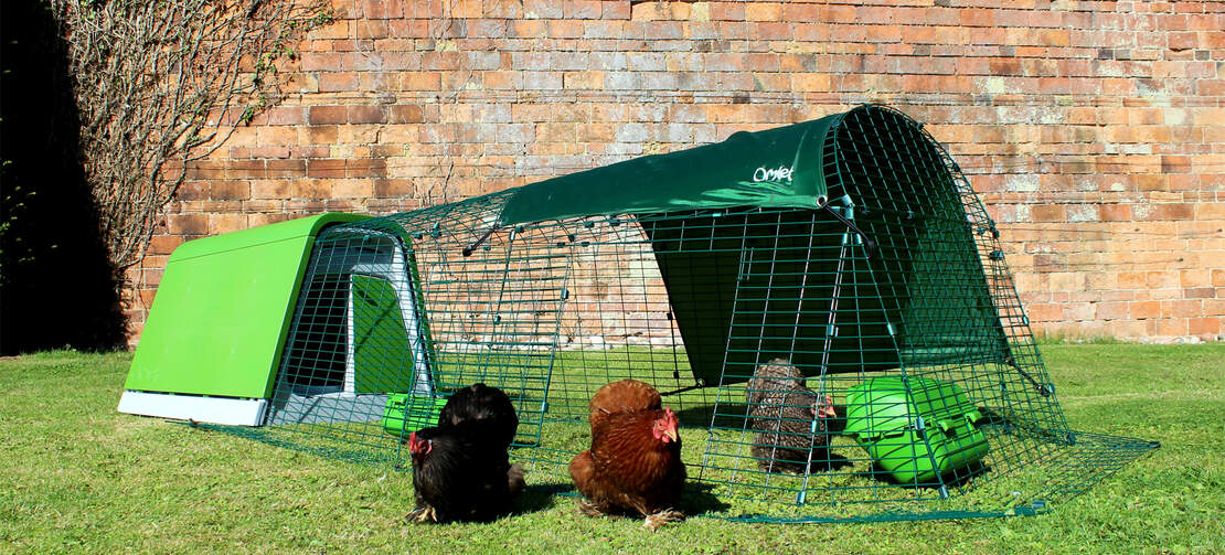 Die Bantams machen sich auf einen Spaziergang außerhalb des Auslaufs Die Bantams machen sich auf einen Spaziergang außerhalb des Auslaufs
