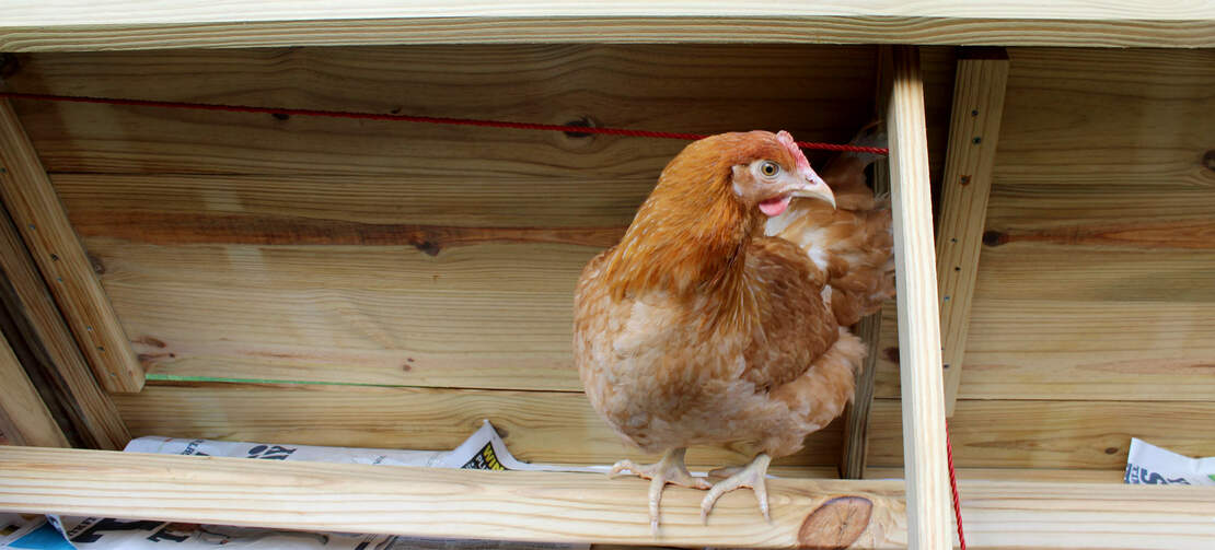 Ein Gingernut-Ranger auf der Sitzstange des Boughton Hühnerstalls