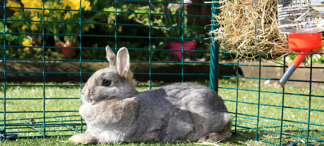 Ein kaninchen, das sich in einem kaninchengehege mit einem wasser daneben ausruht.
