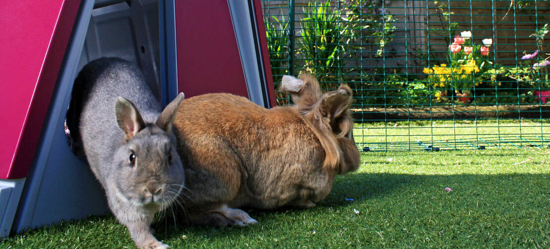 Zwei kaninchen hüpfen aus einem Omlet kaninchenstall