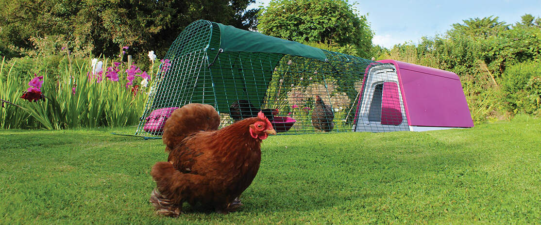 Ein Eglu Go mit anbau in einem garten, in dem drei hühner herumtollen Ein Eglu Go mit anbau in einem garten, in dem drei hühner herumtollen