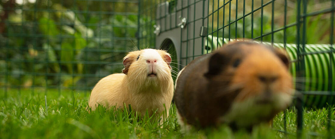 Zwei meerschweinchen in einem laufstall, der mit einem Zippi tunnel verbunden ist