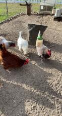 Vier hühner picken die samen auf den boden, die aus ihrem picken-spielzeug gefallen sind