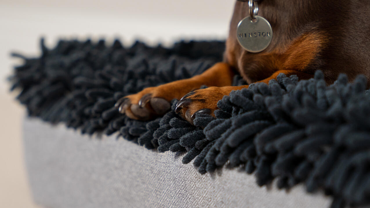 Detail von pfoten auf einem grauen mikrofaser-topper auf einem Topology hundebett