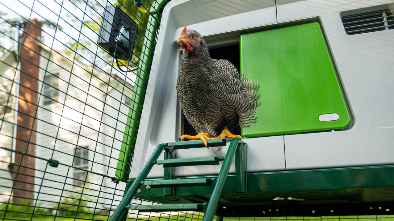 Ein graues huhn, das aus einem hühnerstall auf der spitze einer leiter erscheint