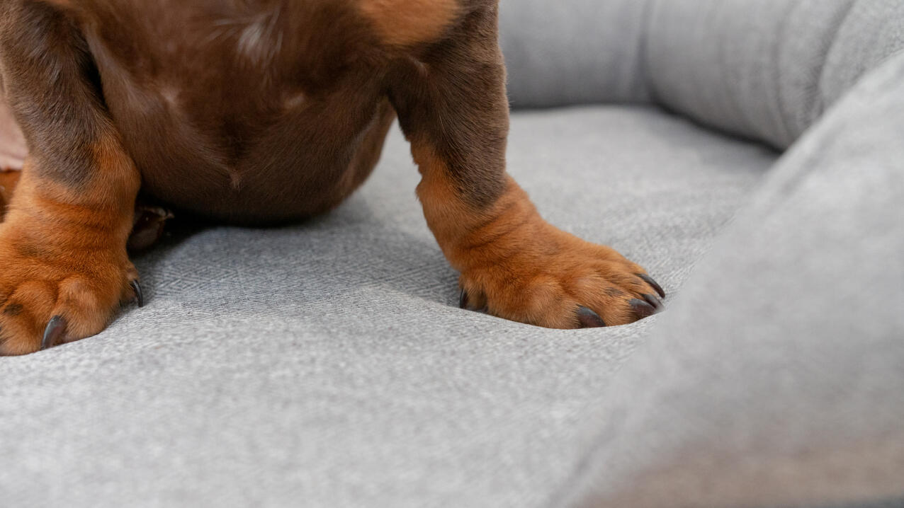 Nahaufnahme von dackelpfoten auf grauem nackenrollen-hundebett.