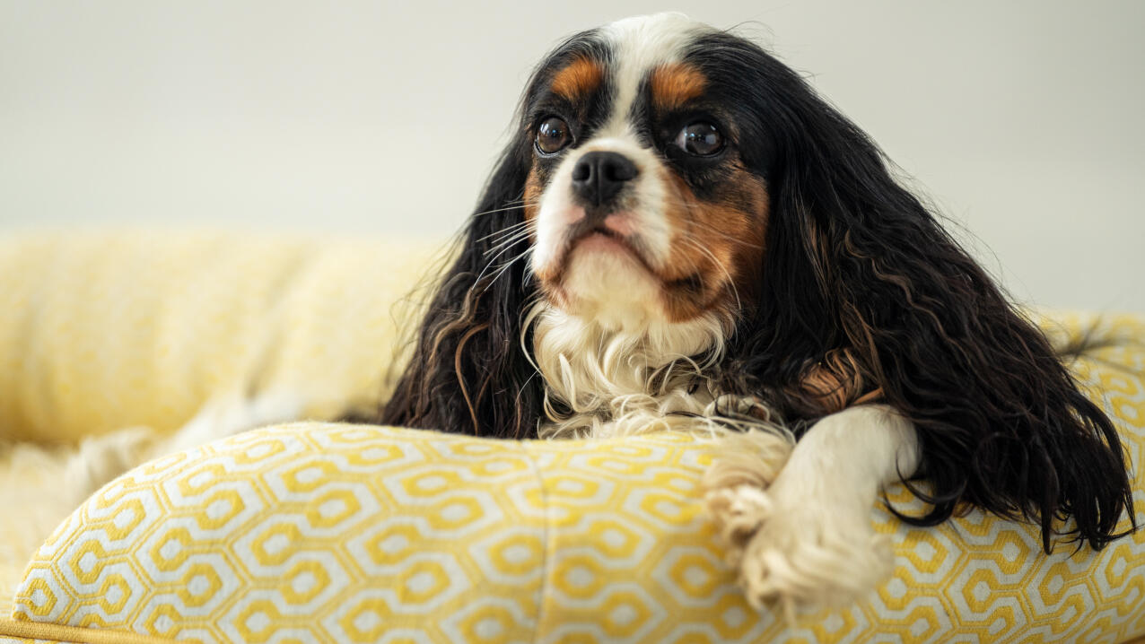 Nahaufnahme eines cavalier king charles spaniels auf einem nackenrollen-hundebett mit wabenpollenmuster.