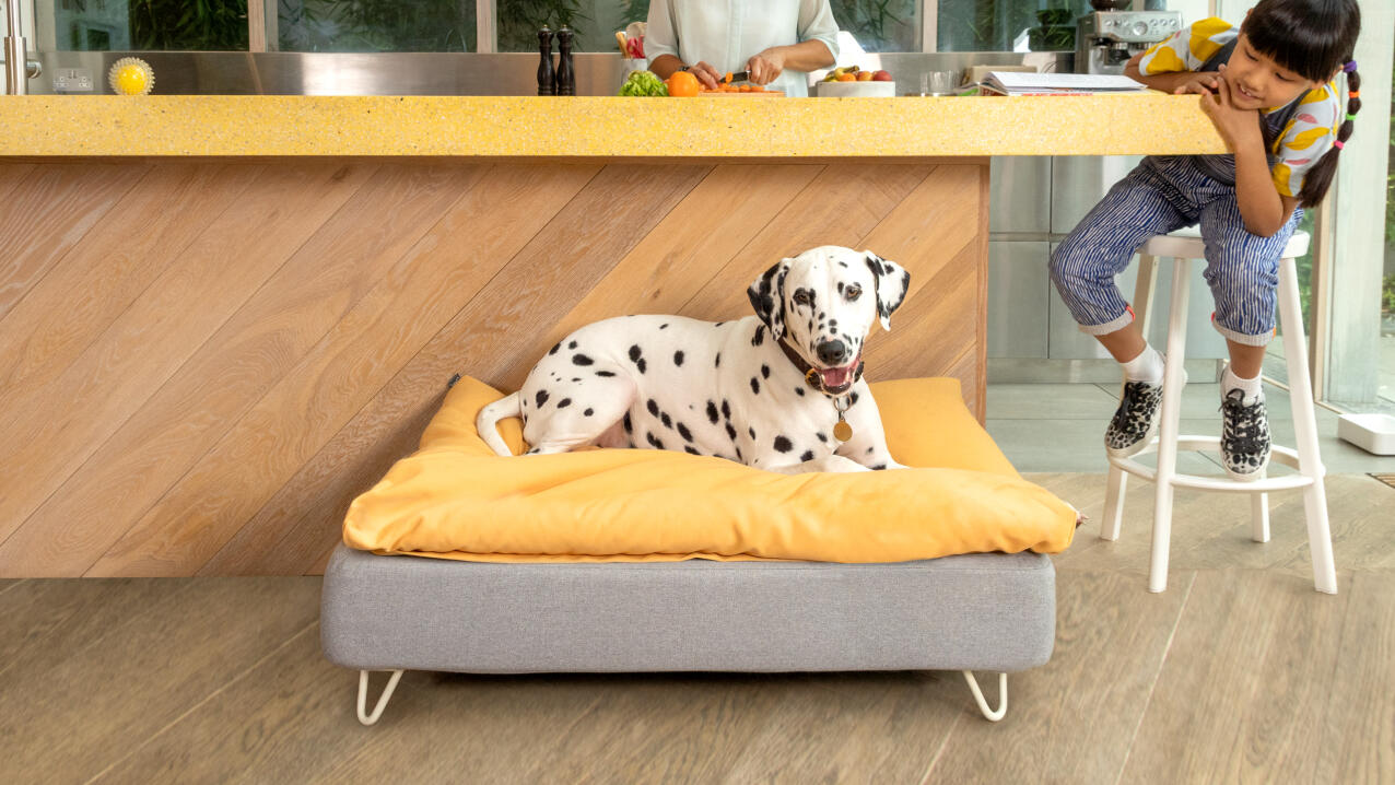 Dalmatiner auf einem Topology hundebett mit gelbem sitzsack-topper in einer modernen küche