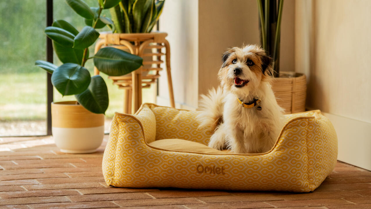 Struppiger terrier sitzt in einem gelben nestbett