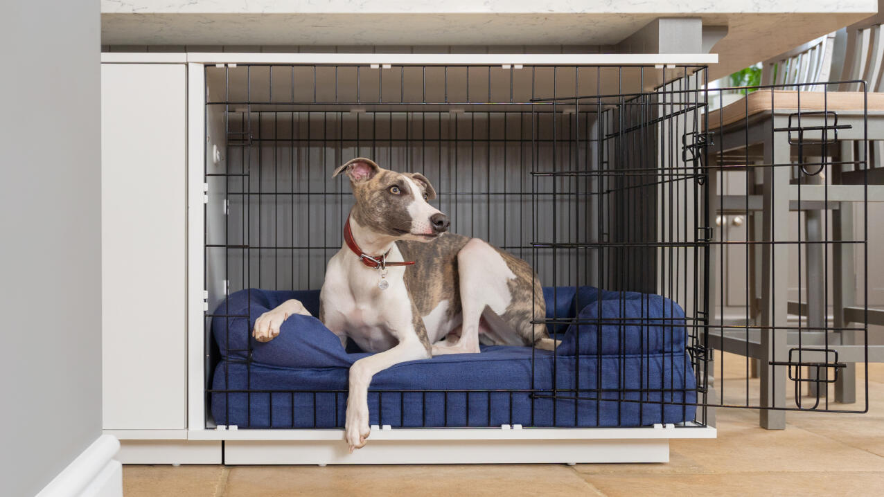 Hund sitzt auf einem blauen nackenrollenbett in einer Fido Studio hundebox.