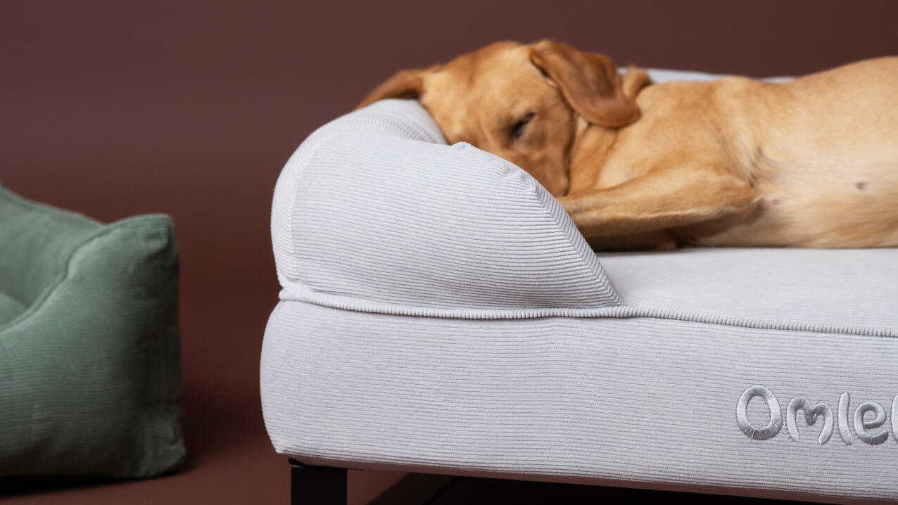 Nahaufnahme eines labradors, der auf einem kord-kieselstein-hundebett schläft.